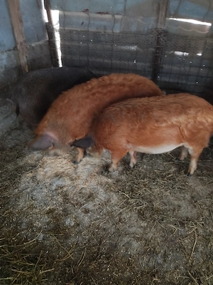 Porci mangalita de vânzare 