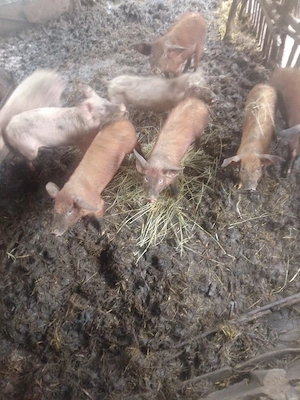 de vânzare ce se vede in poza 