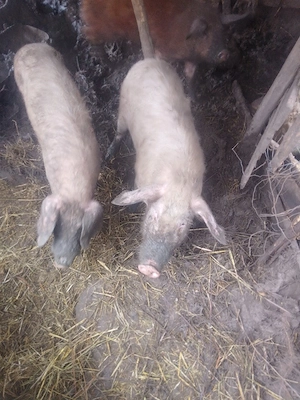 Am de vânzare  - imagine 2