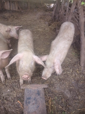 Am de vânzare  - imagine 4