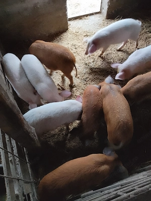 Purcei de vânzare  - imagine 2