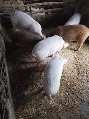 Purcei de vânzare  - imagine 3