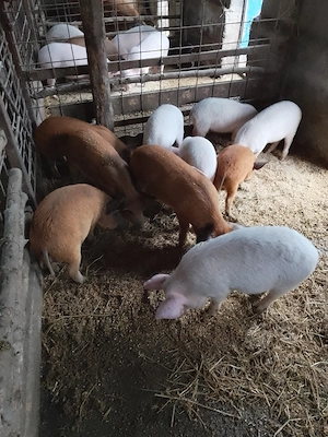 Purcei de vânzare  - imagine 4