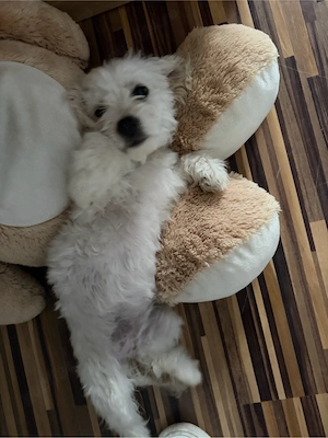 vand Bichon maltez talue mica 