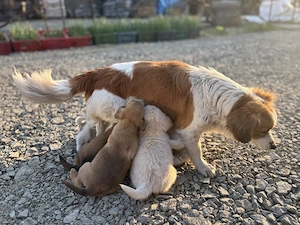  Nu cerem mult  doar o șansă.  - imagine 5