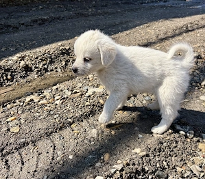  Nu cerem mult  doar o șansă.  - imagine 4