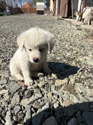  Nu cerem mult  doar o șansă.  - imagine 3