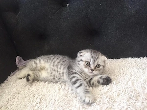 Scottish Fold Chinchilla, par scurt, vaccin, deparazitare, carnet de sanatate