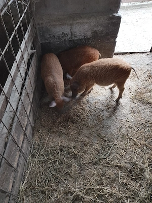 Purcei mangalita de vânzare 