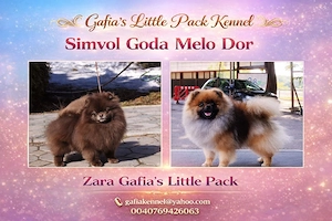 Pomeranian cu pedigree FCI ACHR  - imagine 3