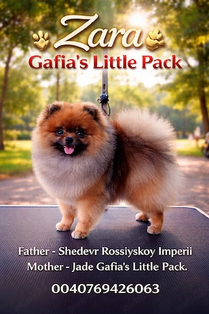 Pomeranian cu pedigree FCI ACHR  - imagine 5