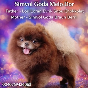 Pomeranian cu pedigree FCI ACHR  - imagine 4