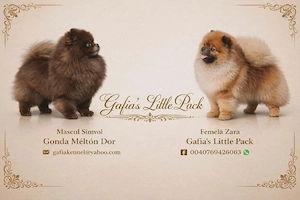 Pomeranian cu pedigree FCI ACHR  - imagine 2