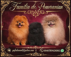 Pomeranian cu pedigree FCI 