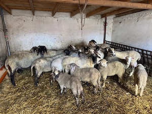 vand miei si oi taiati - imagine 2