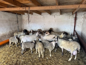 vand miei si oi taiati - imagine 3