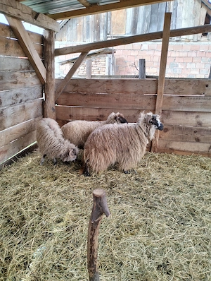 Oi tinere de vânzare 