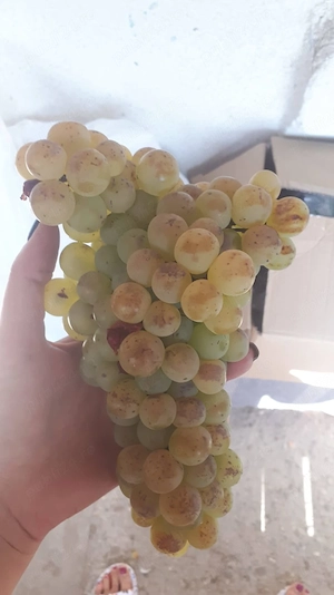 Vin alb demisec producție proprie 