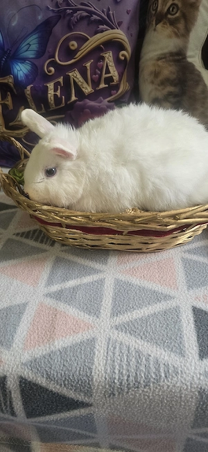 vănd iepurași cap de leu si uriaș 