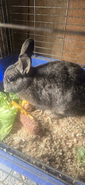 vînd iepuri  - imagine 5