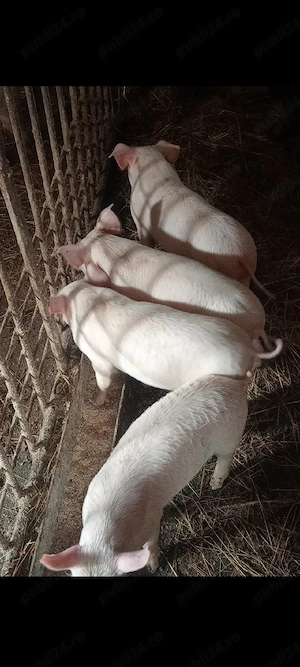 Purcei 9 săptămâni !! - imagine 2