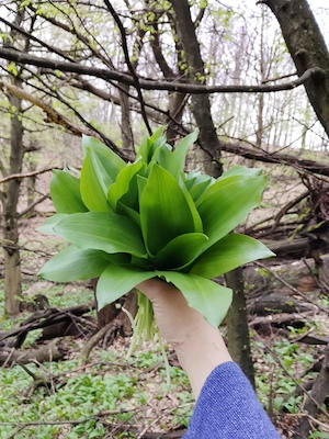 Leurdă bio din pădure