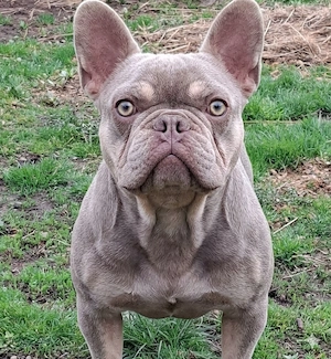 Bulldog Francez 1 an jumătate, calitate Excepțională.  - imagine 2