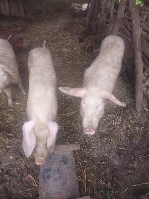 de vânzare ce se vede in poza  - imagine 3