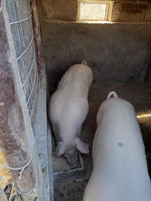  vand purcele - imagine 2