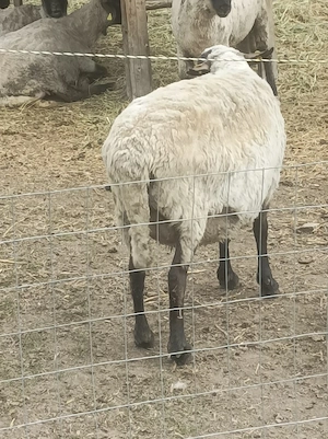 De vanzare. - imagine 2