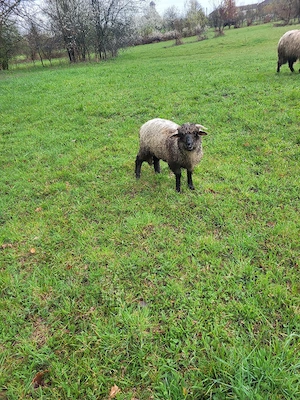 Vand mioara cu mieluta - imagine 5