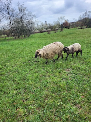 Vand mioara cu mieluta