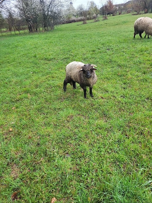 Vand mioara cu mieluta - imagine 2