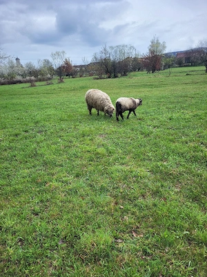 Vand mioara cu mieluta - imagine 3