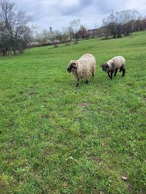 Vand mioara cu mieluta - imagine 4