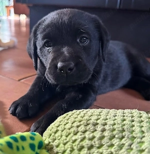 Labrador Retriever 