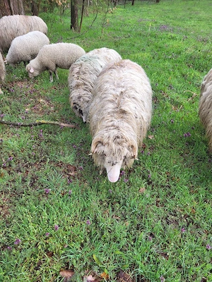 Vand 2 miele.notine - imagine 3