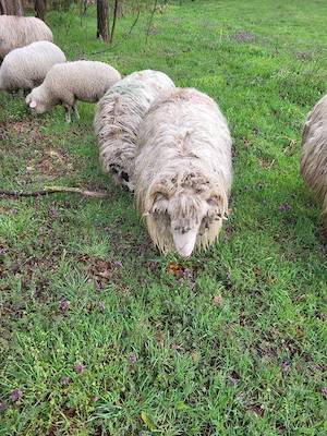 Vand 2 miele.notine - imagine 4