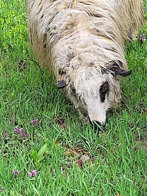 Vand 2 miele.notine - imagine 2