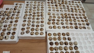 oua de prepelite de incubat  - imagine 2