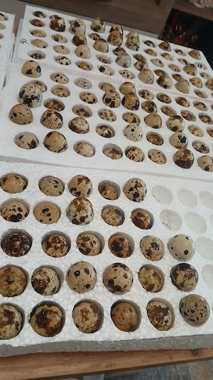 oua de prepelite de incubat  - imagine 3