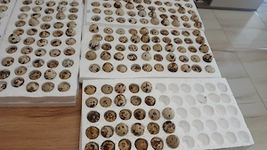 oua de prepelite de incubat 