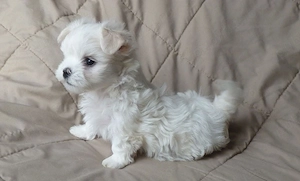 pui bichon maltese mini toy  - imagine 3