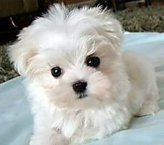 pui bichon maltese mini toy  - imagine 2