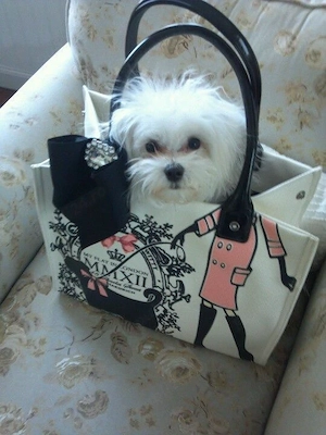 pui bichon maltese mini toy  - imagine 4