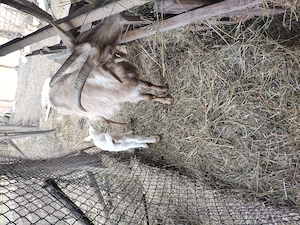 Capră la prima fătare 