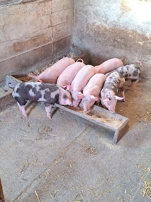 Vând purcei rasă de carne 