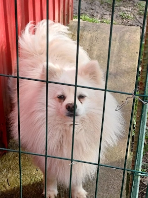 piticii de grădină  - imagine 2