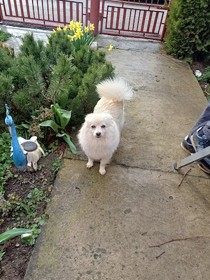 piticii de grădină  - imagine 5