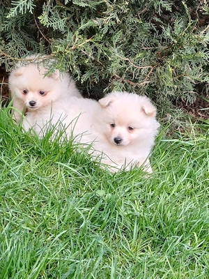 piticii de grădină  - imagine 3